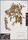 Foto von Salix excelsa S. G. Gmel.
